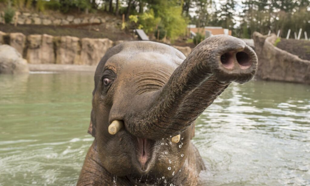 Zoo Nights | The Official Guide to Portland