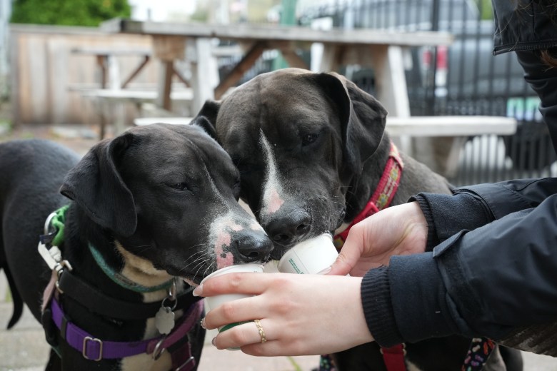 3 ways to help Maine animal shelters if you can’t volunteer