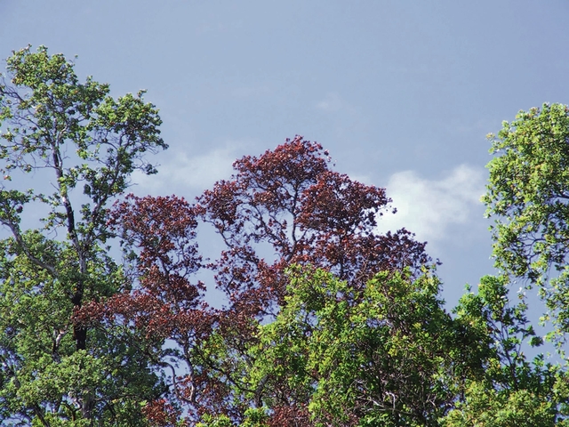 ‘Hundreds of thousands’ of native ohia trees being wiped out