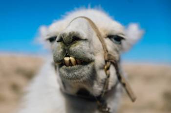 Dalai Llama shows off his teeth during a walk hosted by ShangriLlama at Lone Mountain Saturday, ...