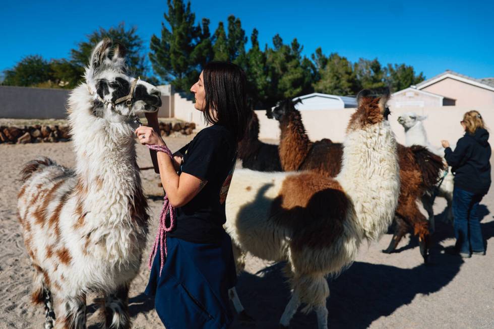 Jenni Brucato settles her llamas at her home following a walk hosted by ShangriLlama at Lone Mo ...