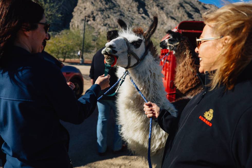 Bahama Llama teeths on a toy during a walk hosted by ShangriLlama at Lone Mountain Saturday, Ja ...