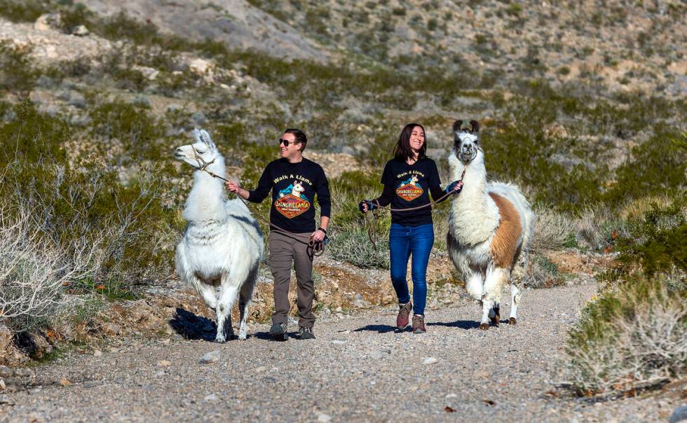 Tommy Brucato with Dalai Llama and Jenni Brucato with Bahama Llama walk along the Lone Mountain ...
