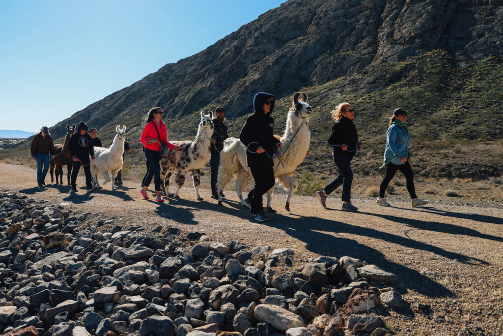 ShangriLlama leads llama walks on Las Vegas Valley trail