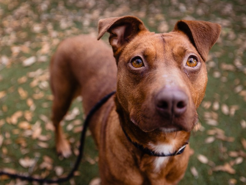 Adoptable pup Puffin is incredibly mushy and extremely treat-driven