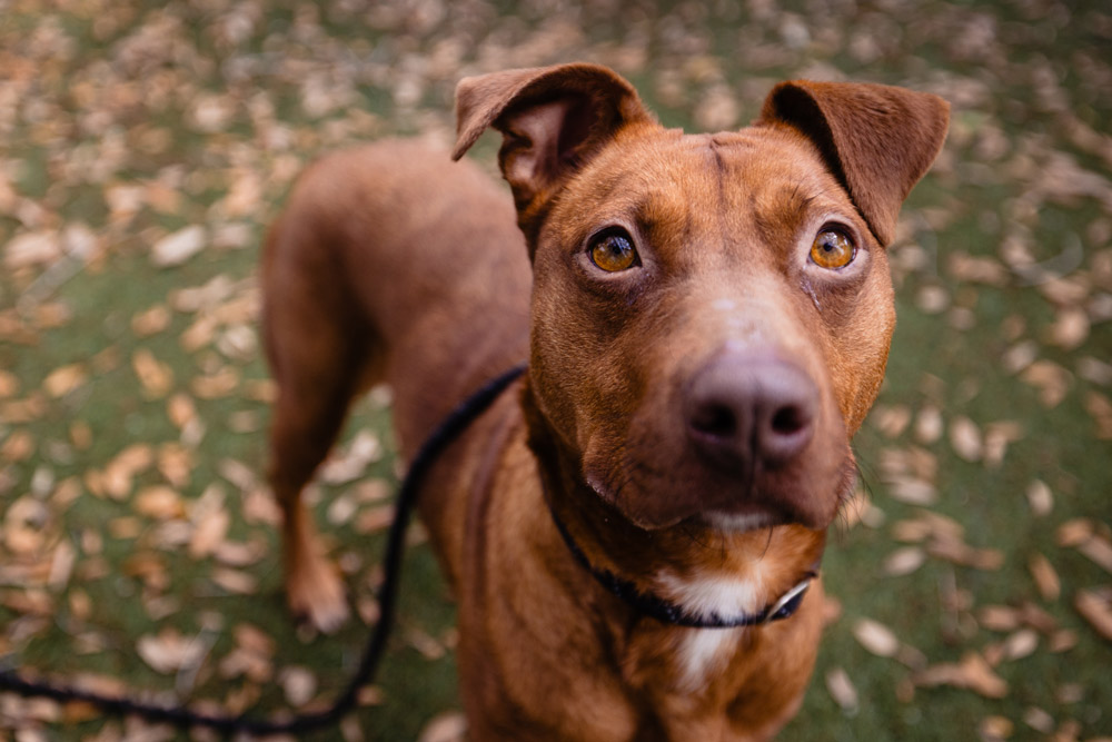 Puffin Orange County Animal Services