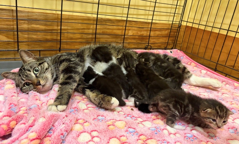 AirTag leads volunteers to hidden cat and six kittens in Waltham