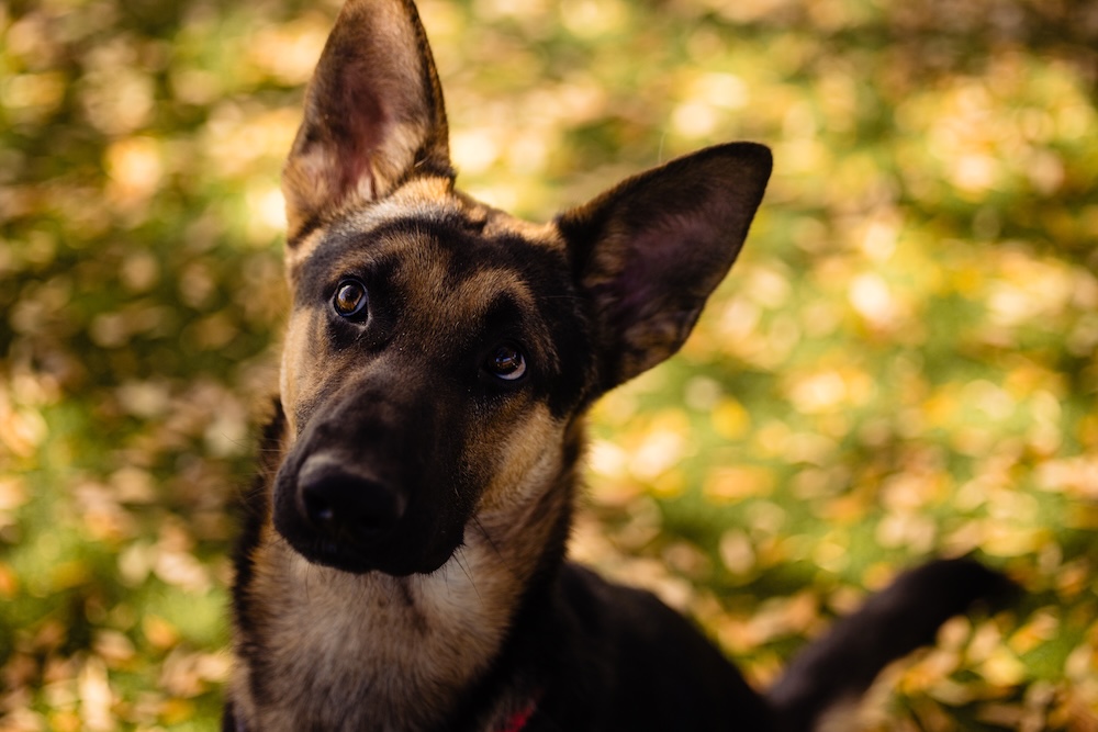 Goofy puppy Jay is ready to be adopted into a patient, loving home