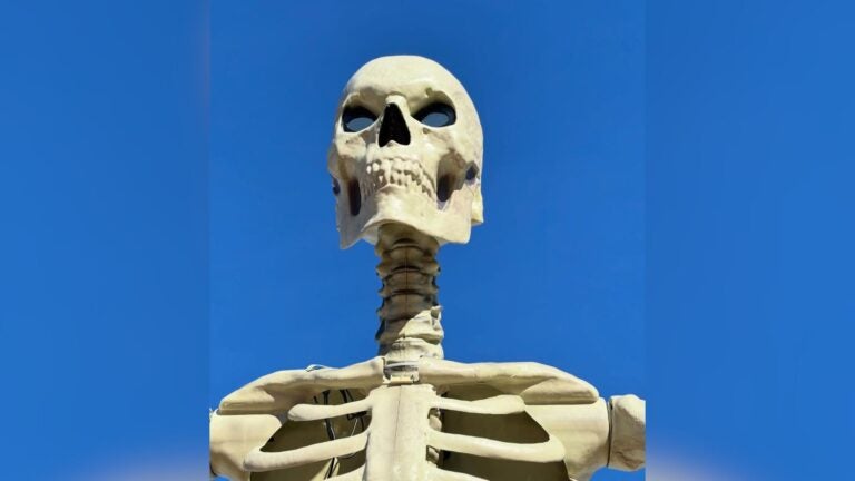 Medway police seek return of 12-foot-tall skeleton's head
