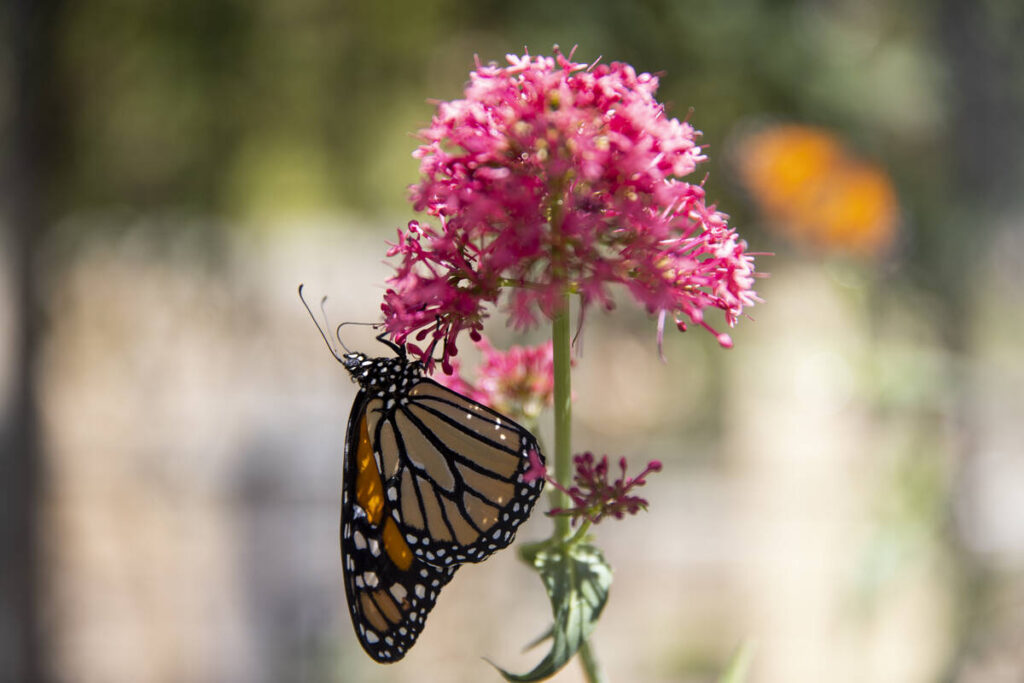 Springs Preserve announces reopening of butterfly habitat