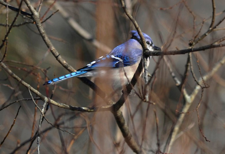 What to look for when watching migration of blue jays