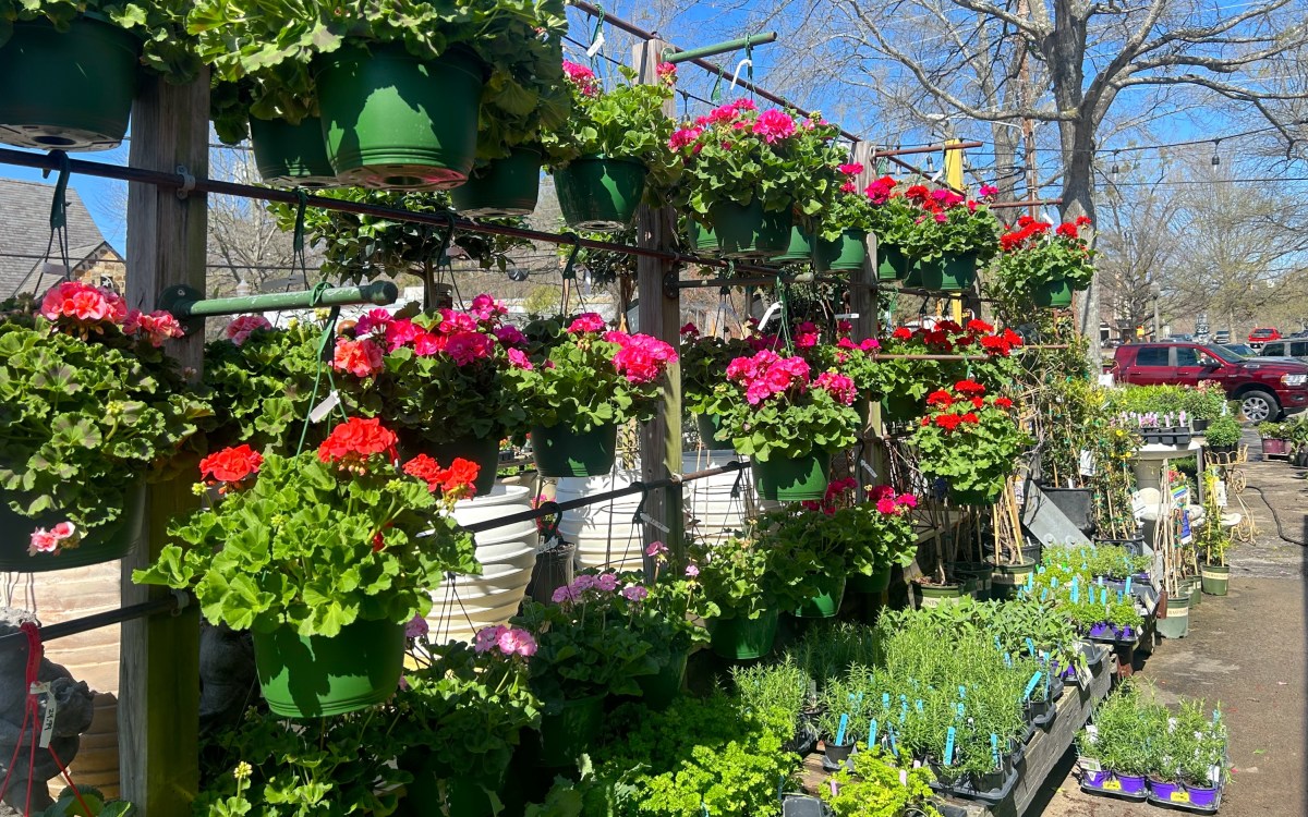 10 native plant sales + shops to know in Birmingham 5 bright plants