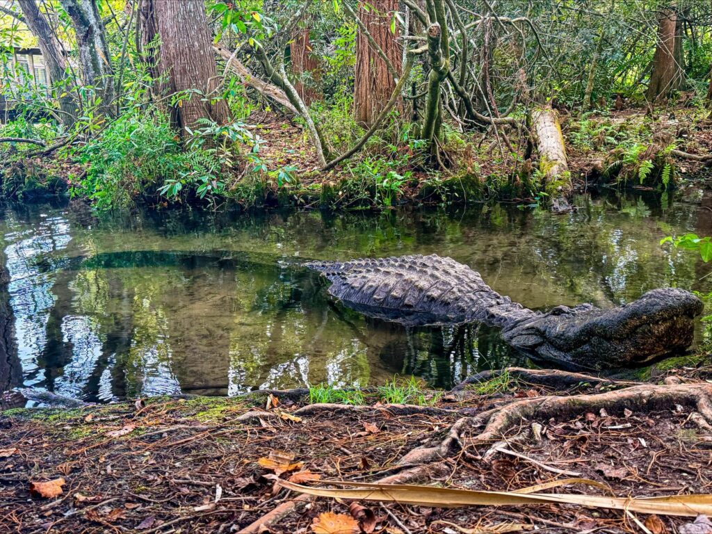 Buddy, Gatorland's biggest alligator ever, has died