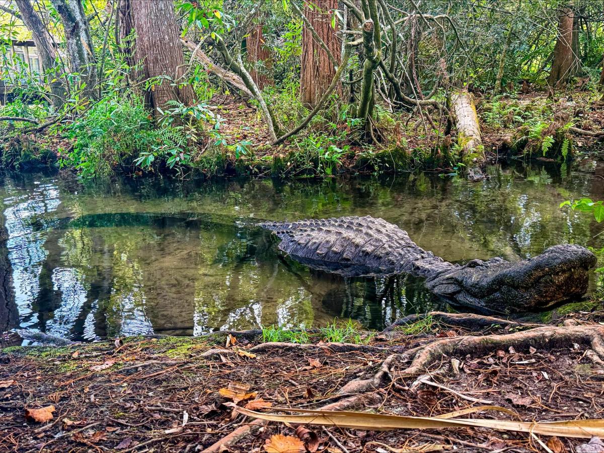 Buddy, Gatorland’s biggest alligator ever, has died