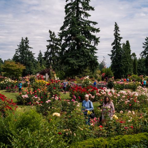 people amble through a rose garden in full bloom