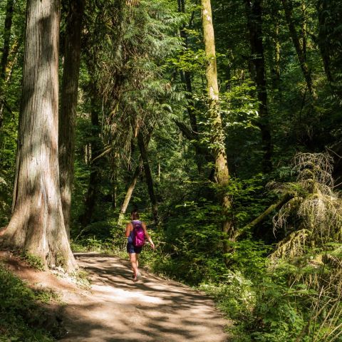 person walking among tall evergreen trees in a wooden trail