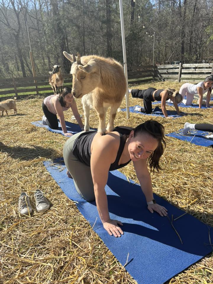 Goat Yoga in Helena