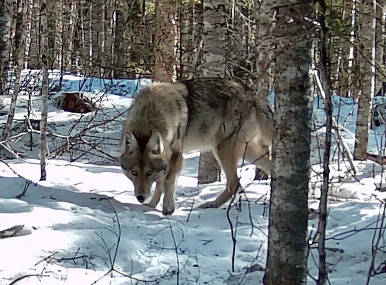 5 takeaways from Maine’s new wildlife action plan