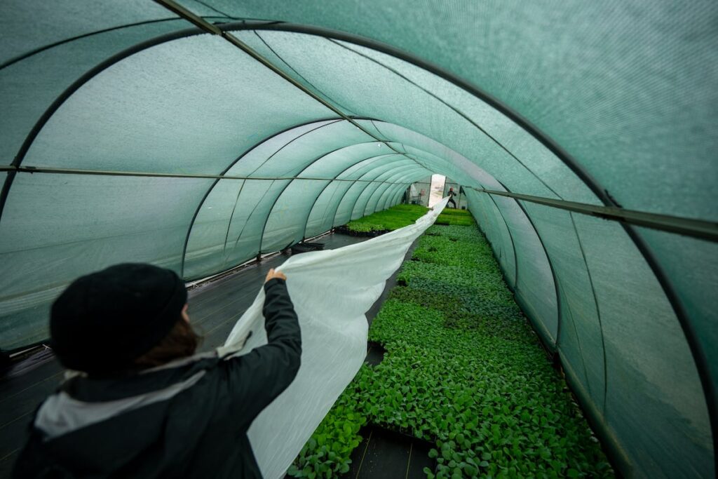 How to protect your plants