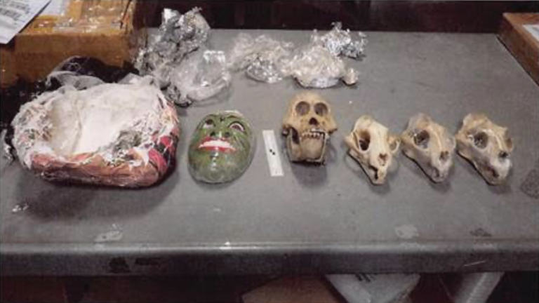 Orangutan and leopard skulls taken from Adam Bied.