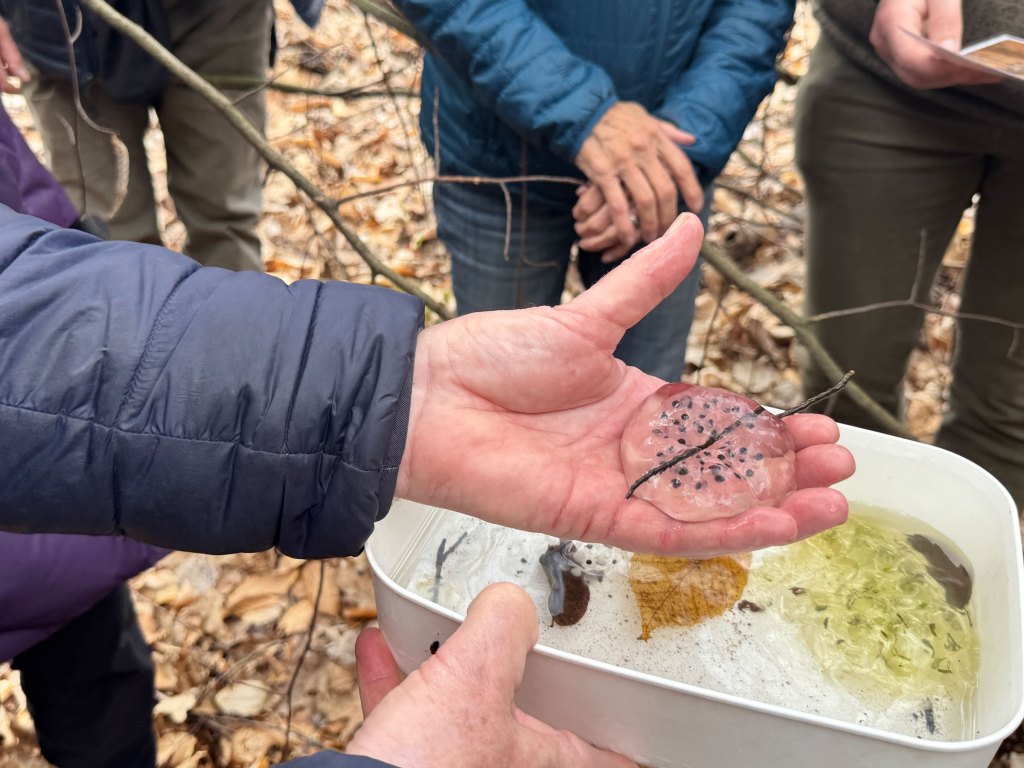 A hand holds an egg mass outdoors