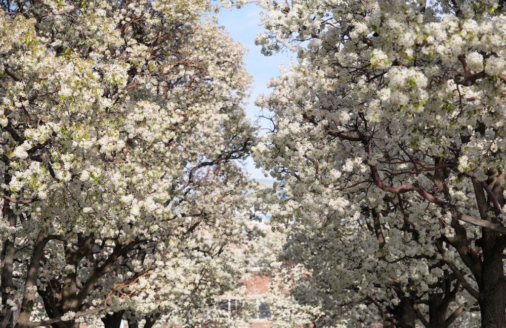 What’s that smell? A plan for Utah’s stinky tree problem, in this week’s Inside Voices.