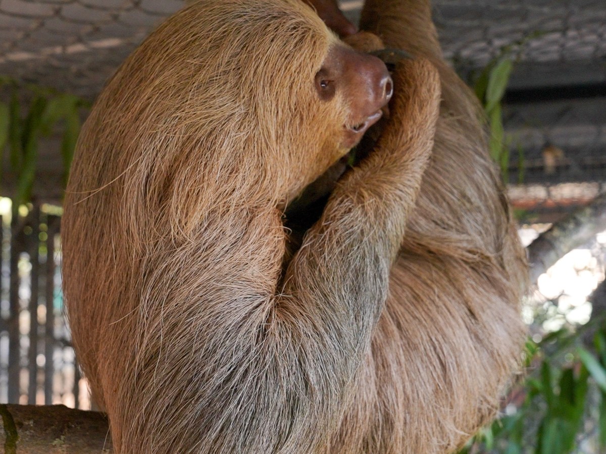Habanero is second sloth to die after rescue from Sloth World