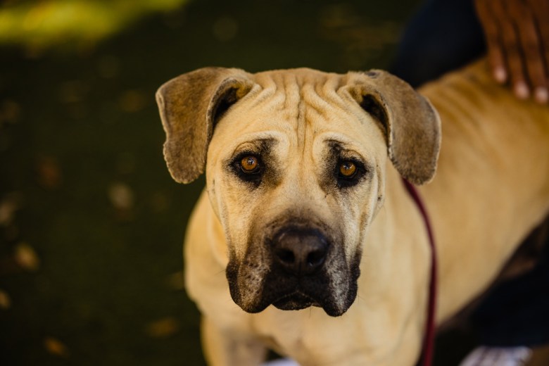 Orange County Animal Services Nalah