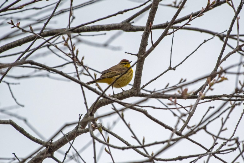 There are many factors holding up warbler season