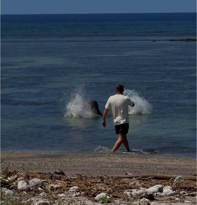 COURTESY U.S. DEPT. OF JUSTICE
                                This screen shot from a witness video shows a man throwing a large rock at the head of endangered monk seal on a Lahaina beach on May 5.