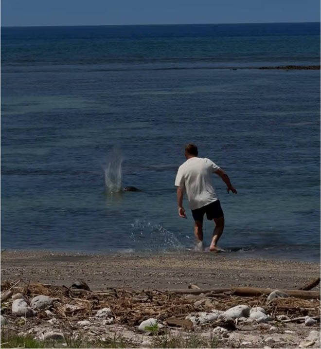 COURTESY U.S. DEPT. OF JUSTICE
                                This screen shot from a witness video shows a man throwing a large rock at the head of endangered monk seal on a Lahaina beach on May 5.