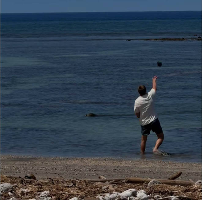 COURTESY U.S. DEPT. OF JUSTICE
                                This screen shot from a witness video shows a man throwing a large rock at the head of endangered monk seal on a Lahaina beach on May 5.