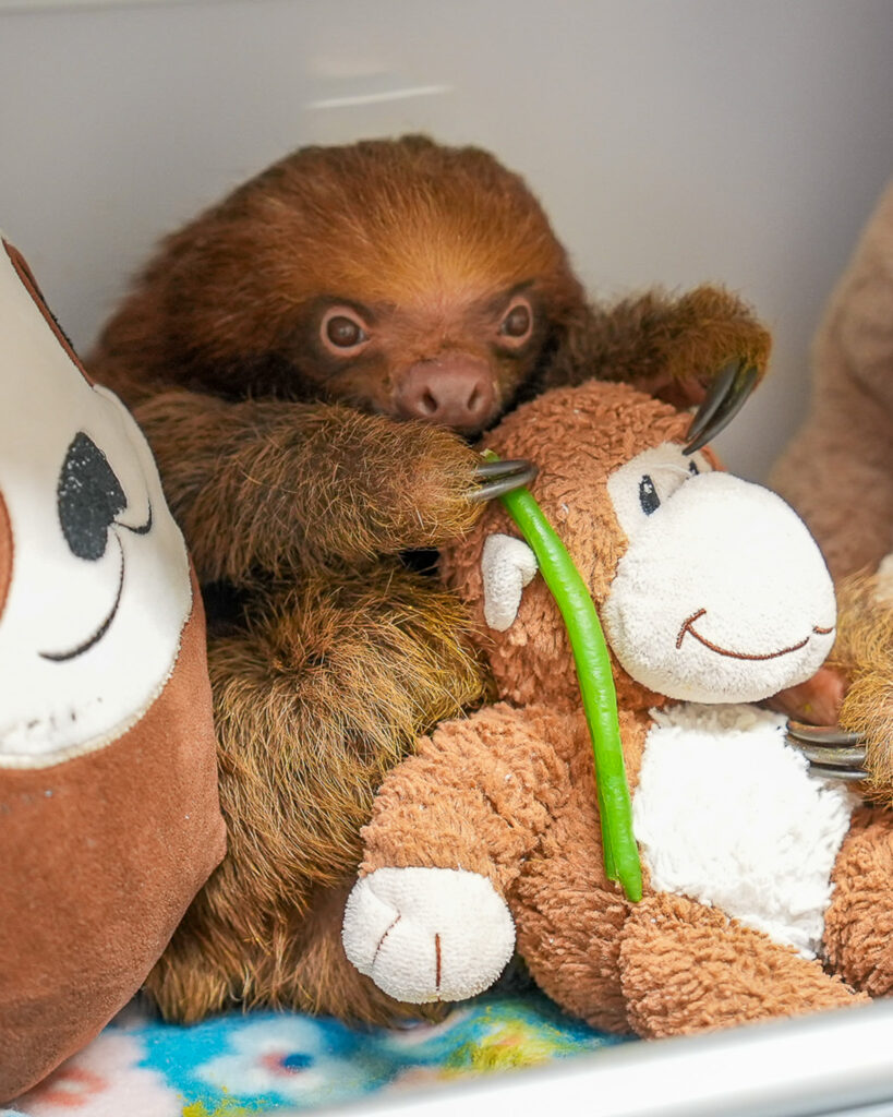 Florida to pause sloth imports after 55 deaths tied to Sloth World