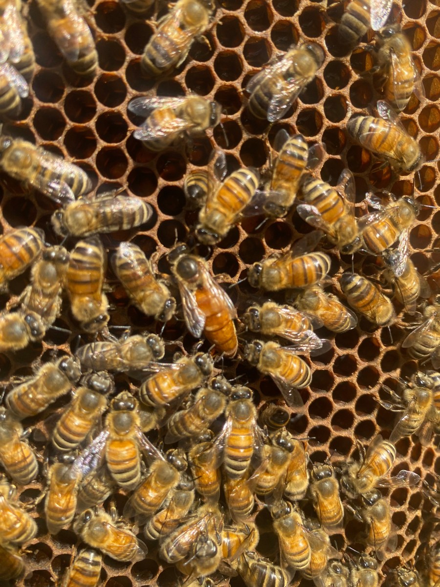 Bald Rock Bees