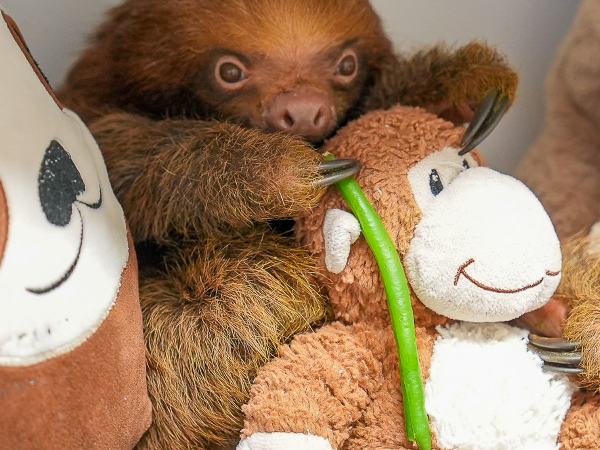 Florida to pause sloth imports after 55 deaths tied to Sloth World