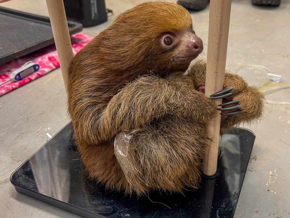 Florida lawmakers consider cut to state aid for Central Florida Zoo as they care for rescued sloths