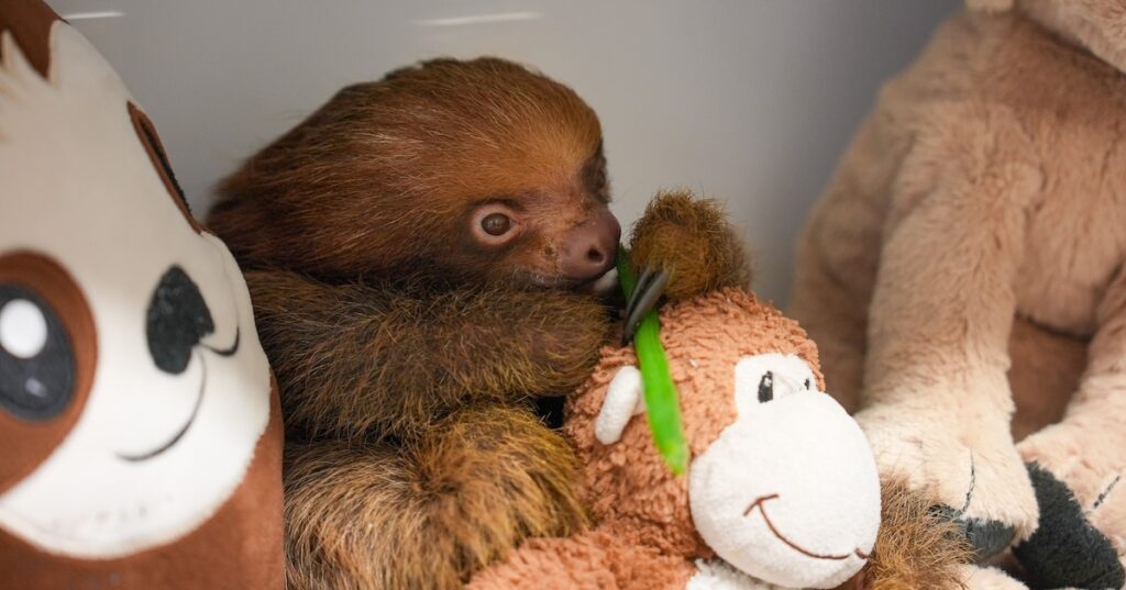 Mr. Ginger is fourth Sloth World sloth to die after rescue