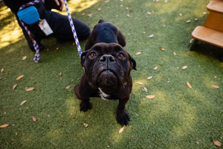 Orange County Animal Services