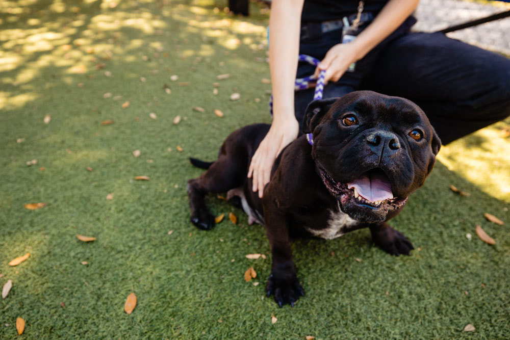 Adoptable pup Chevy is a ‘big mush’ and a ‘Velcro dog’