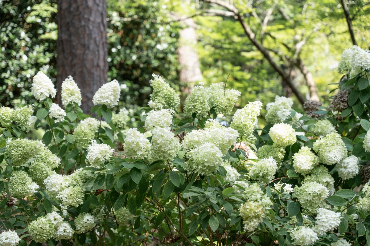 Birmingham Botanical Gardens 2024 100 46 June events you won't want to miss: festivals, a live sloth + more