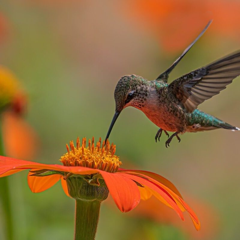 Love hummingbirds? Here are 4 ways to attract more to your yard