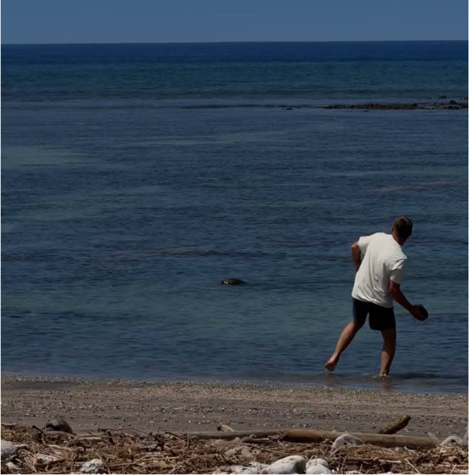 Feds charge Washington man for throwing large rock at monk seal on Maui