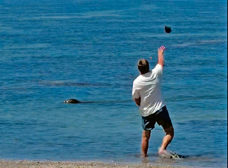 Visitor charged with throwing rock at monk seal to appear in court