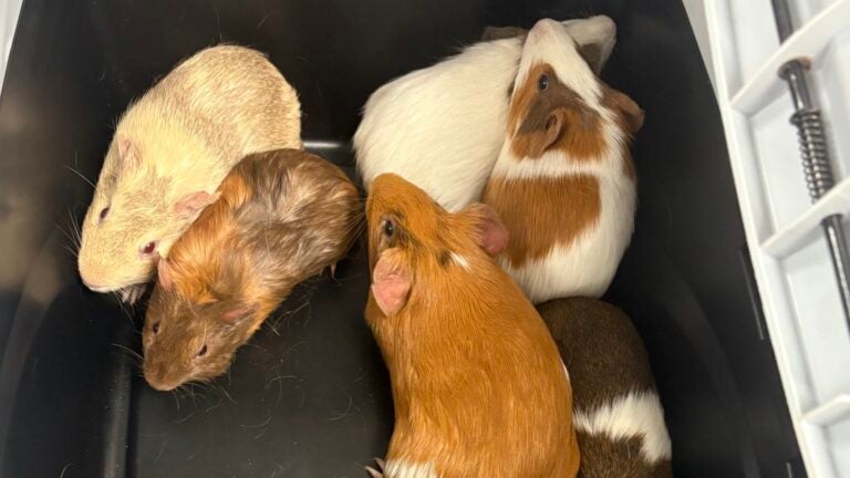 Some of the guinea pigs recovered by Waltham Animal Control after they were dumped by a breeder.