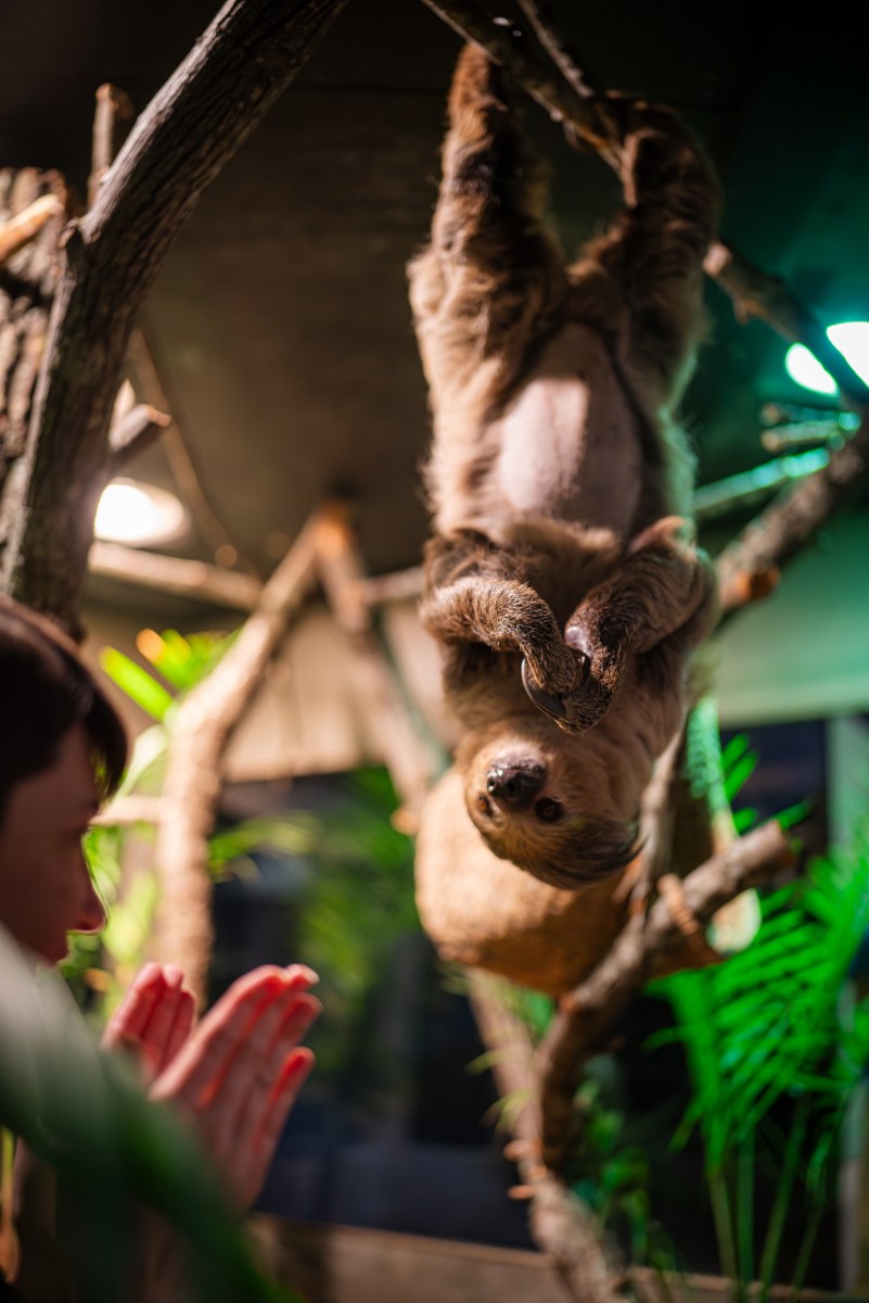 Sash the two-toed sloth hangs upside down from a branch as a visitor watches up close at McWane Science Center