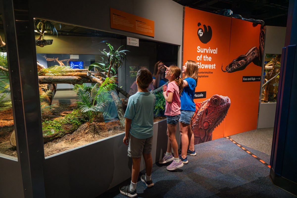 Three children peer into an animal habitat at the Survival of the Slowest exhibit at McWane Science Center
