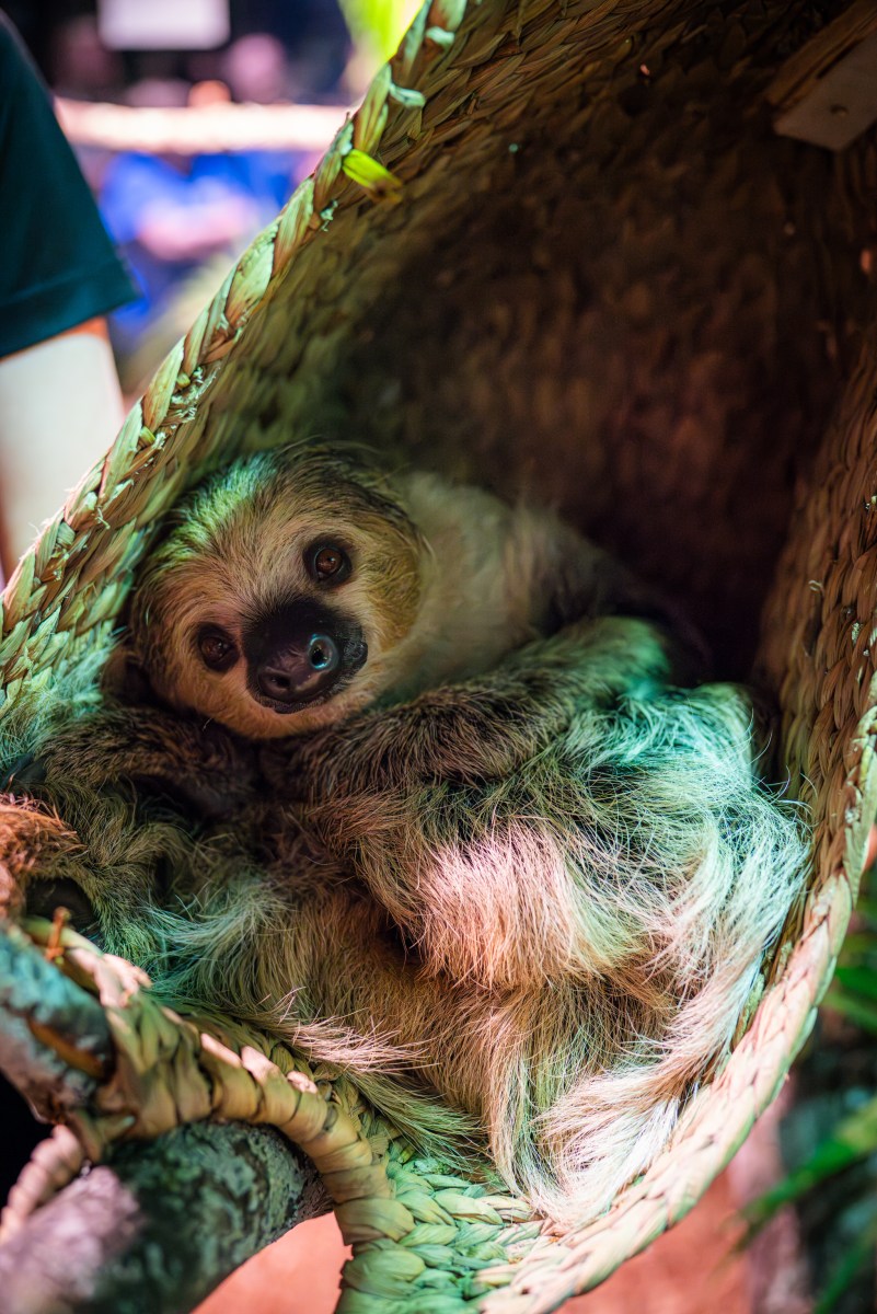 Sash the Linnaeus two-toed sloth curled up in a woven basket at McWane Science Center's Survival of the Slowest exhibit
