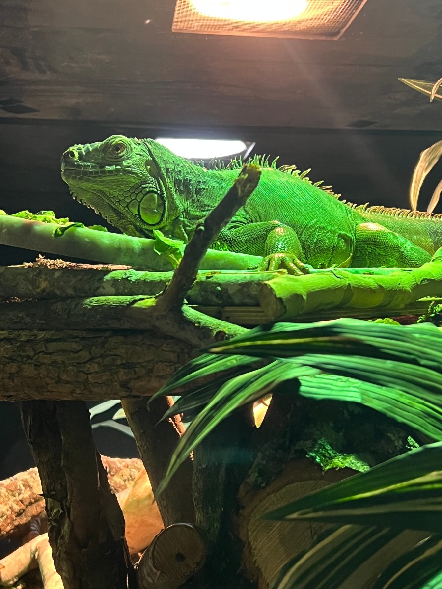 Iguana in habitat at the Survival of the Slowest exhibit at McWane Science Center