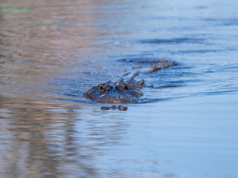 Woman killed by alligator in Little Big Econ River, FWC says
