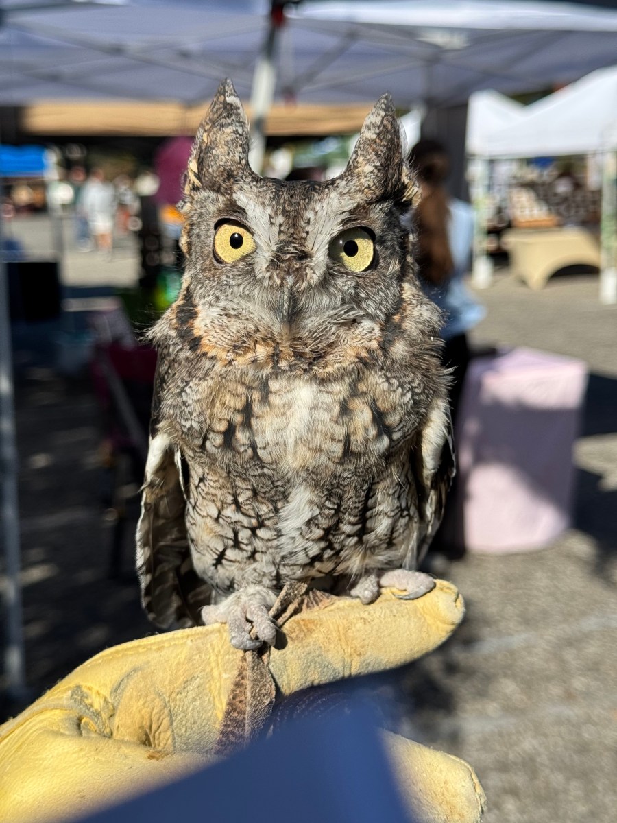 20 weekend events including the Alabama State Games (June 12-14) 3 owl on person's hand outside